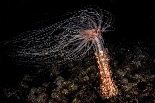 Alicia mirabilis - Photo (c) xavi salvador costa, some rights reserved (CC BY-NC)