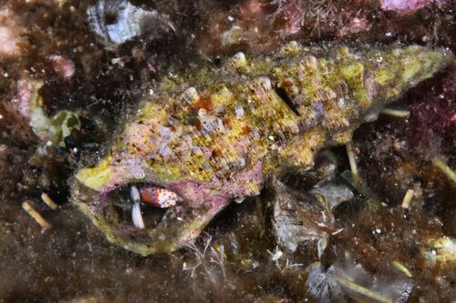 Cerithium vulgatum - Photo (c) xavi salvador costa, some rights reserved (CC BY-NC)