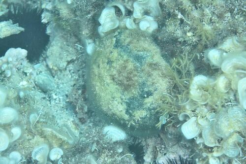 Codium bursa - Photo (c) xavi salvador costa, some rights reserved (CC BY-NC)