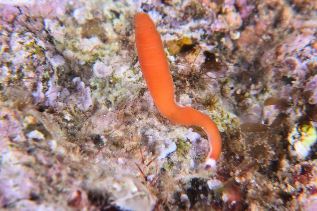 Leucocephalonemertes - Photo (c) xavi salvador costa, some rights reserved (CC BY-NC)