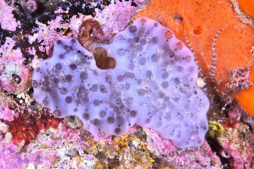 Eudistoma - Photo (c) xavi salvador costa, some rights reserved (CC BY-NC)