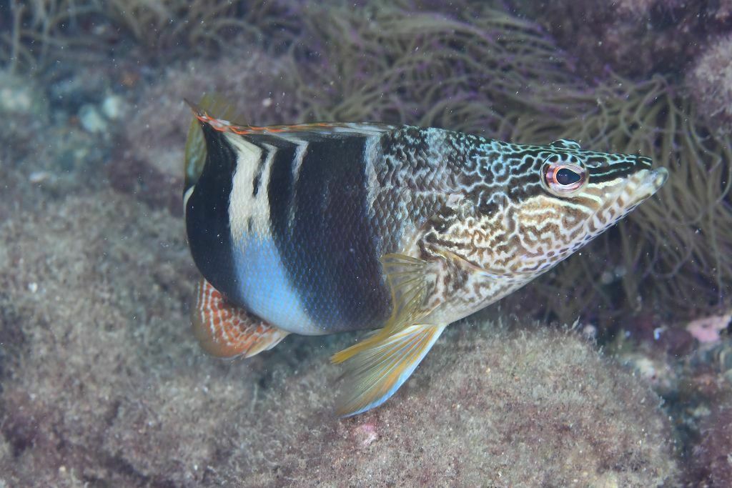 Serranus papilionaceus - Photo (c) xavi salvador costa, some rights reserved (CC BY-NC)