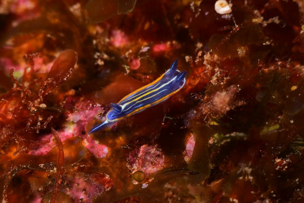 Doridina - Photo (c) xavi salvador costa, some rights reserved (CC BY-NC)