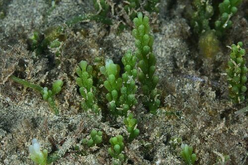 Caulerpa racemosa - Photo (c) xavi salvador costa, some rights reserved (CC BY-NC)