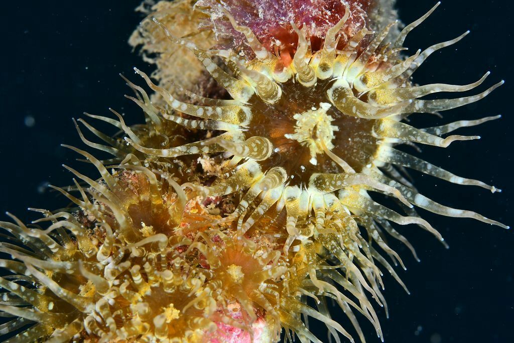 Exaiptasia diaphana - Photo (c) xavi salvador costa, some rights reserved (CC BY-NC)