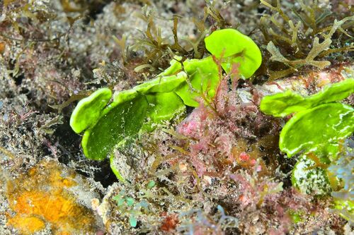Halimeda - Photo (c) xavi salvador costa, some rights reserved (CC BY-NC)