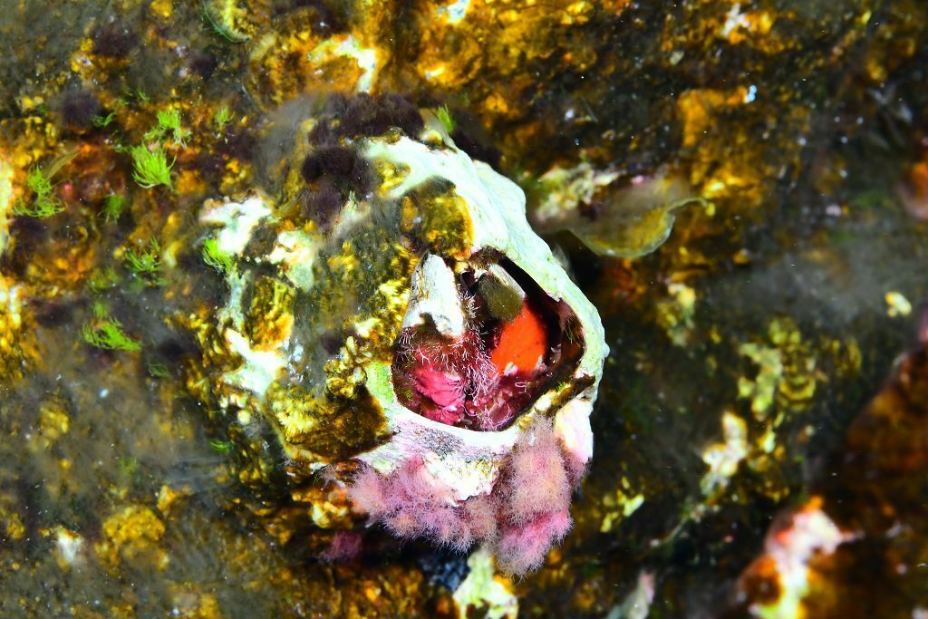 Megabalanus azoricus - Photo (c) xavi salvador costa, some rights reserved (CC BY-NC)