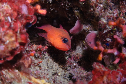 Apogon imberbis - Photo (c) oriol_d, all rights reserved