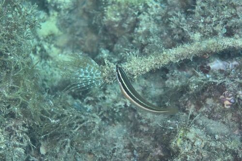 Sabella spallanzanii - Photo (c) xavi salvador costa, some rights reserved (CC BY-NC)