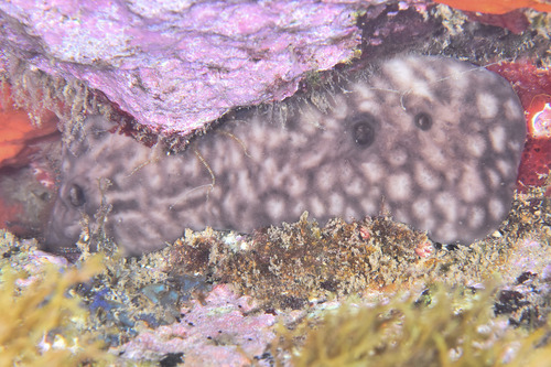 Chondrosia reniformis - Photo (c) xavi salvador costa, some rights reserved (CC BY-NC)