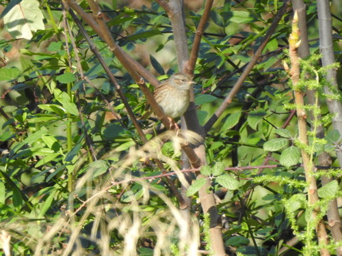 Prunella modularis - Photo (c) mestralet, some rights reserved (CC BY-NC)