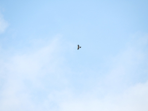 Accipiter nisus - Photo (c) mestralet, some rights reserved (CC BY-NC)
