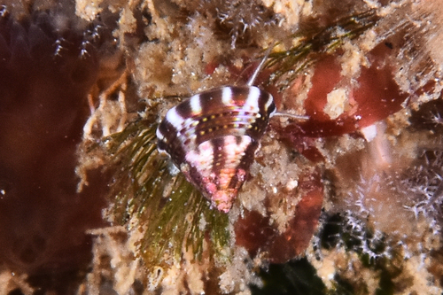Calliostoma laugieri - Photo (c) xavi salvador costa, some rights reserved (CC BY-NC)