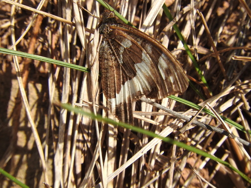 Brintesia circe - Photo (c) mestralet, some rights reserved (CC BY-NC)