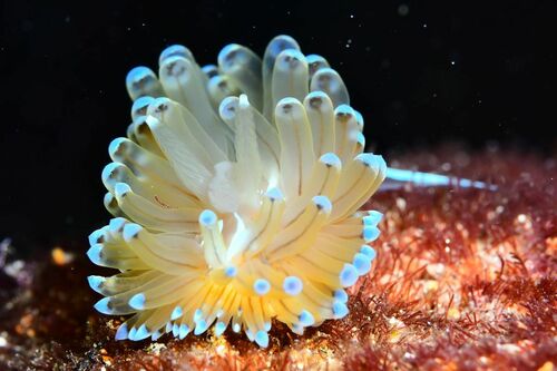 Antiopella cristata - Photo (c) xavi salvador costa, some rights reserved (CC BY-NC)