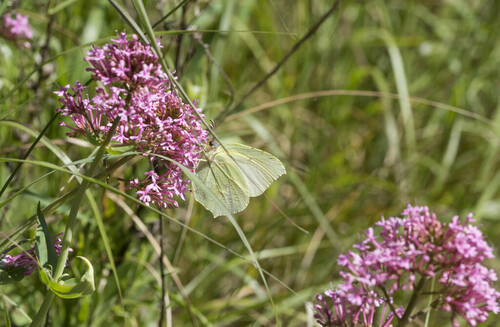 Gonepteryx rhamni - Photo (c) piripip, some rights reserved (CC BY-NC)