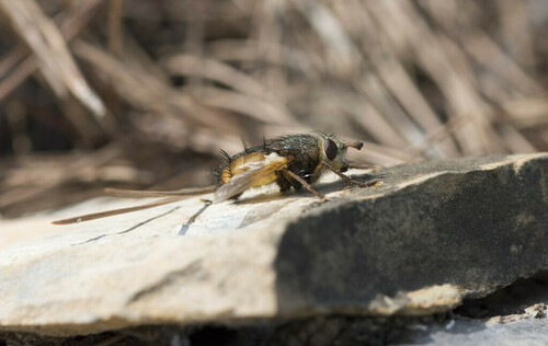 Sarcophagidae - Photo (c) piripip, some rights reserved (CC BY-NC)