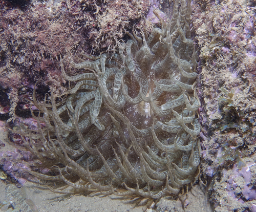 Aiptasia mutabilis - Photo (c) oriol_d, all rights reserved