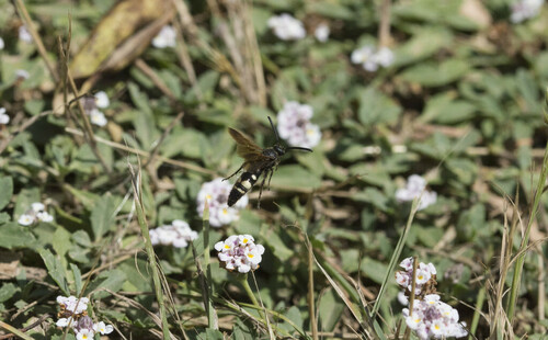 Scolia sexmaculata - Photo (c) piripip, some rights reserved (CC BY-NC)