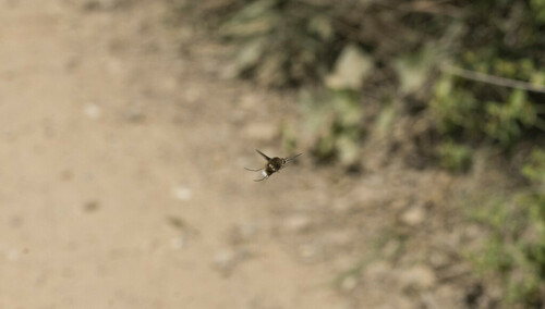 Tabanidae - Photo (c) piripip, some rights reserved (CC BY-NC)