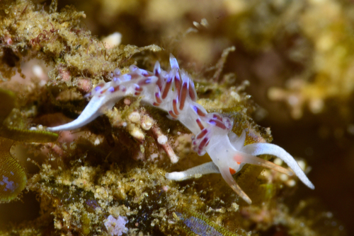Cratena peregrina - Photo (c) oriol_d, all rights reserved