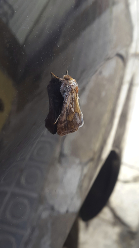 Chrysodeixis chalcites - Photo (c) piripip, some rights reserved (CC BY-NC)