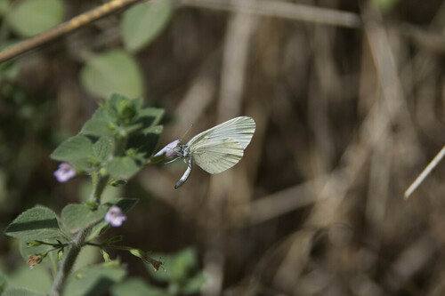 Leptidea sinapis - Photo (c) piripip, some rights reserved (CC BY-NC)