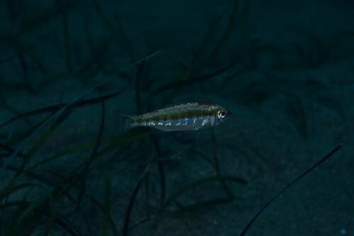 Spicara - Photo (c) xavi salvador costa, some rights reserved (CC BY-NC)