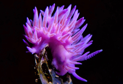 Flabellina affinis - Photo (c) oriol_d, all rights reserved