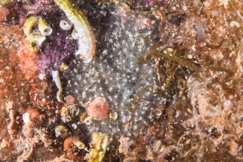 Dysidea - Photo (c) xavi salvador costa, some rights reserved (CC BY-NC)