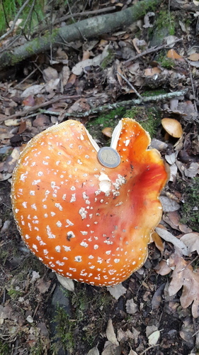 Amanita muscaria - Photo (c) piripip, some rights reserved (CC BY-NC)
