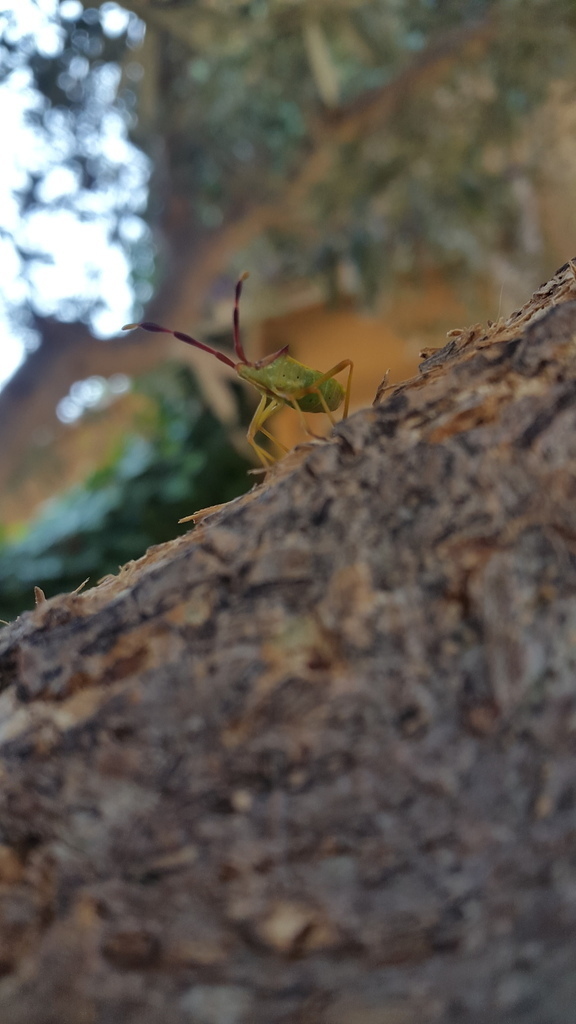 Gonocerus - Photo (c) piripip, some rights reserved (CC BY-NC)