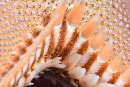 Astropecten platyacanthus - Photo (c) xavi salvador costa, some rights reserved (CC BY-NC)