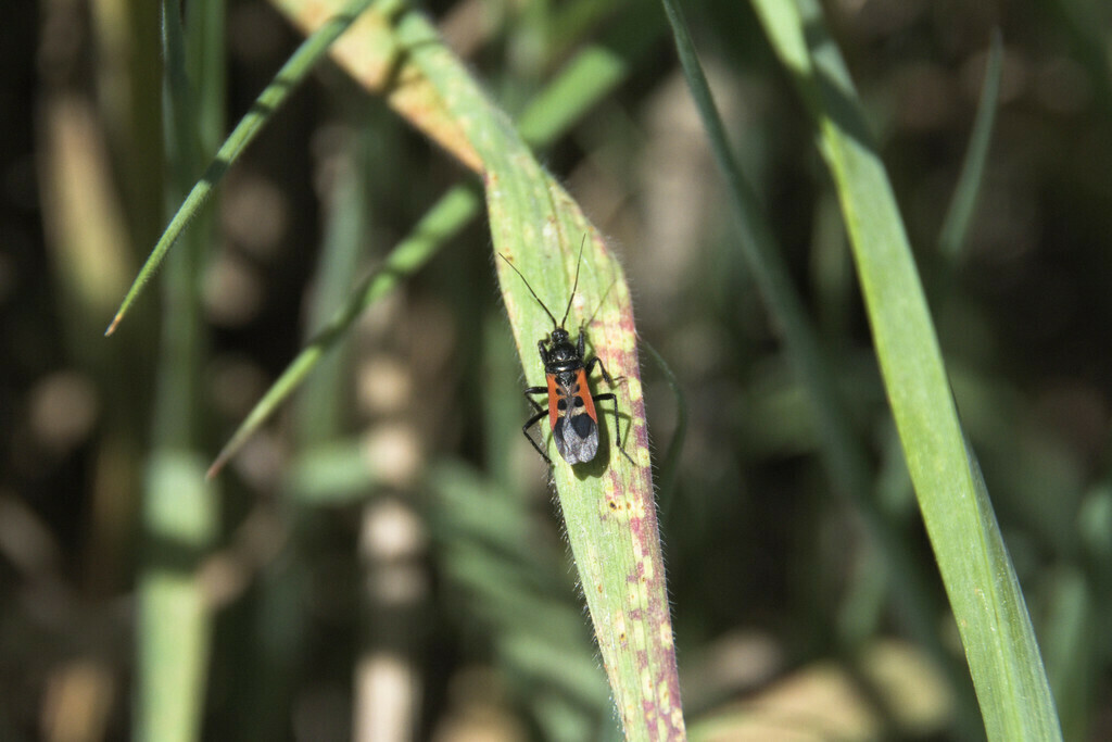 Peirates - Photo (c) piripip, some rights reserved (CC BY-NC)