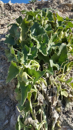 Ecballium elaterium - Photo (c) piripip, some rights reserved (CC BY-NC)