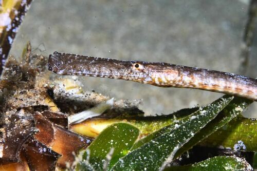 Syngnathus typhle - Photo (c) xavi salvador costa, some rights reserved (CC BY-NC)