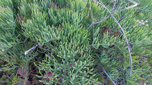 Crithmum maritimum - Photo (c) piripip, some rights reserved (CC BY-NC)