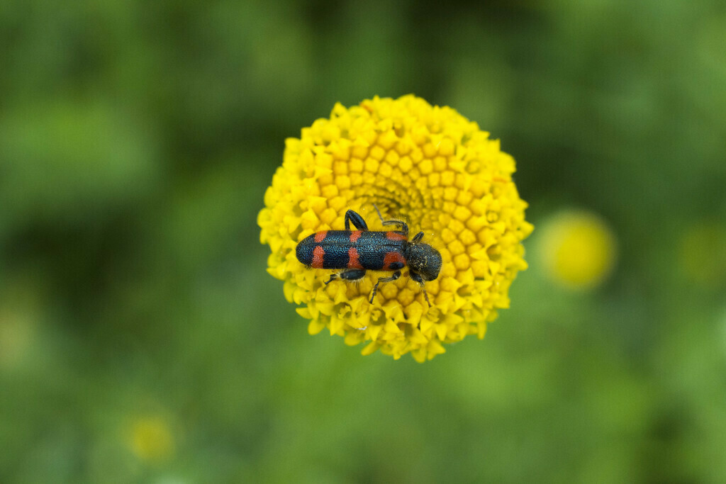 Trichodes leucopsideus - Photo (c) piripip, some rights reserved (CC BY-NC)