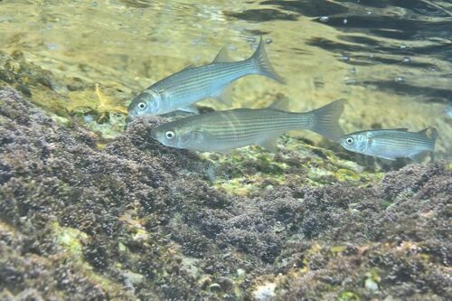 Mugilidae - Photo (c) xavi salvador costa, some rights reserved (CC BY-NC)