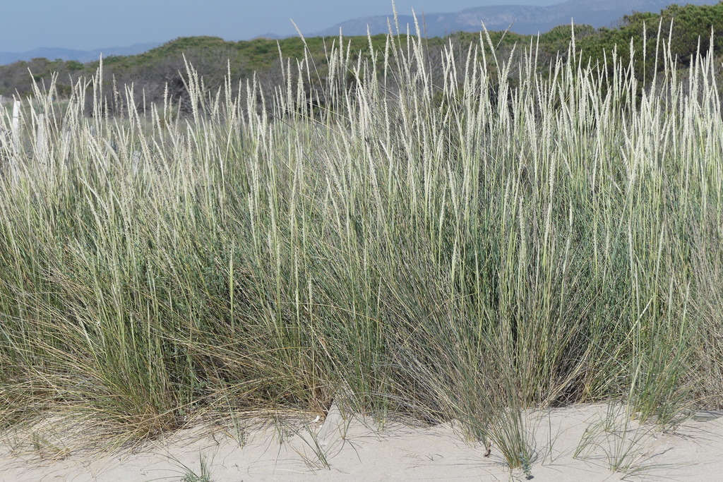 Ammophila - Photo (c) mediambient_ajelprat, some rights reserved (CC BY-NC)
