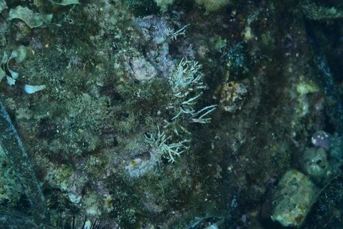 Amphiroa - Photo (c) xavi salvador costa, some rights reserved (CC BY-NC)