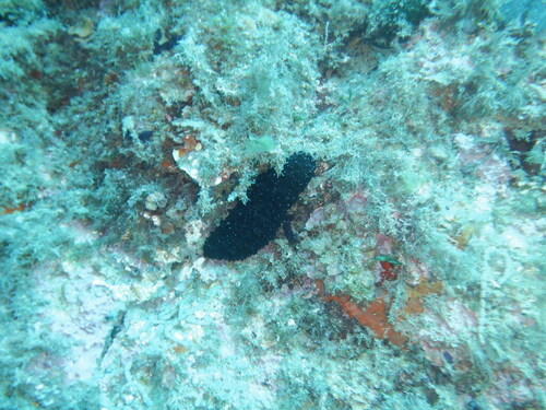 Holothuria forskali - Photo (c) planctondiving, some rights reserved (CC BY-NC)