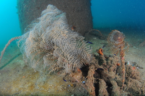 Schizoporella errata - Photo (c) xavi salvador costa, some rights reserved (CC BY-NC)