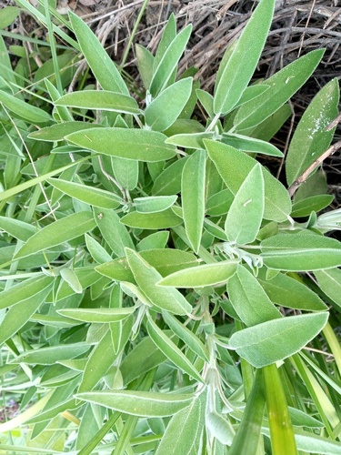 Salvia - Photo (c) Tomás Blasco, some rights reserved (CC BY-NC)