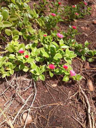 Aptenia cordifolia - Photo (c) Tomás Blasco, some rights reserved (CC BY-NC)