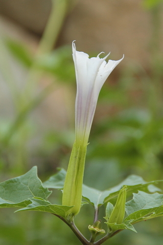 Datura stramonium - Photo (c) Tomás Blasco, some rights reserved (CC BY-NC)