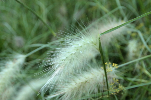 Pennisetum villosum - Photo (c) Tomás Blasco, some rights reserved (CC BY-NC)