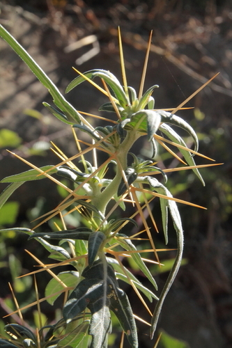 Xanthium - Photo (c) Tomás Blasco, some rights reserved (CC BY-NC)