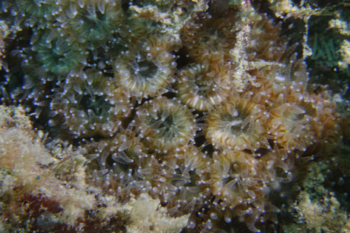 Cladocora caespitosa - Photo (c) oriol_d, all rights reserved