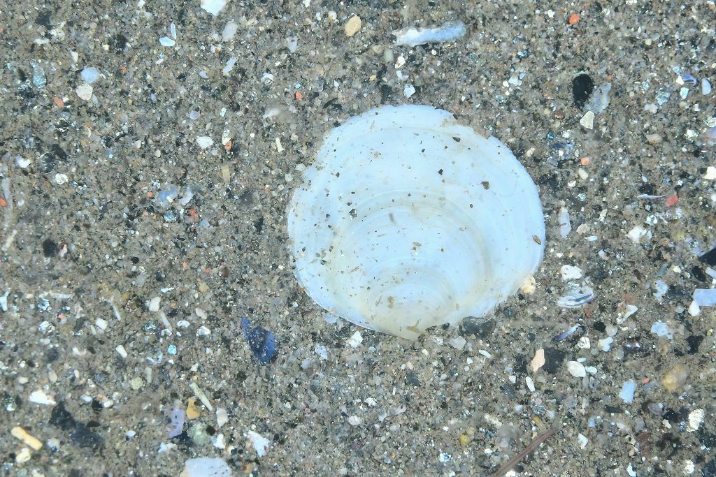 Loripes lacteus - Photo (c) xavi salvador costa, some rights reserved (CC BY-NC)